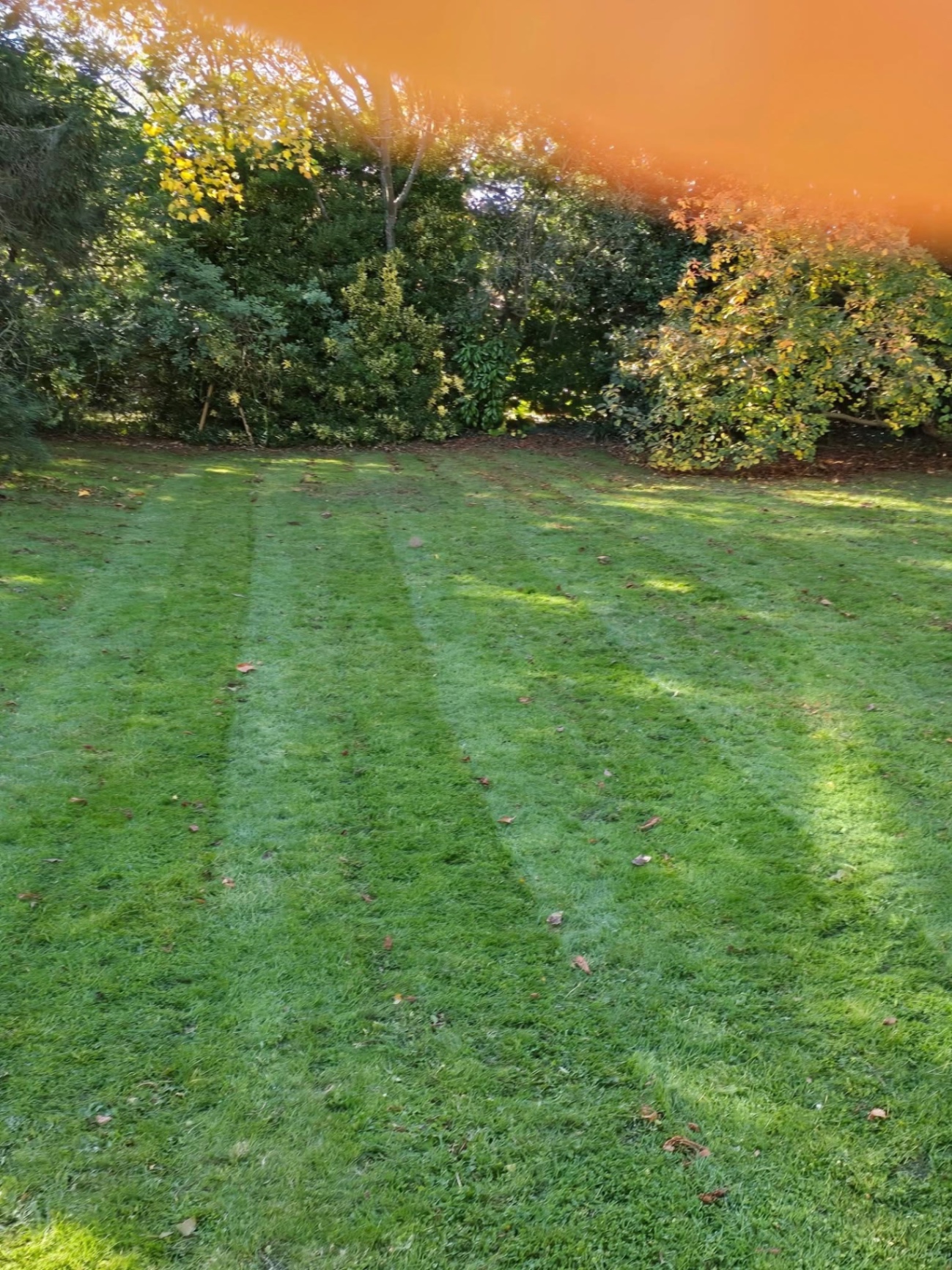 Freshly mown lawn with clean stripes in a large back garden